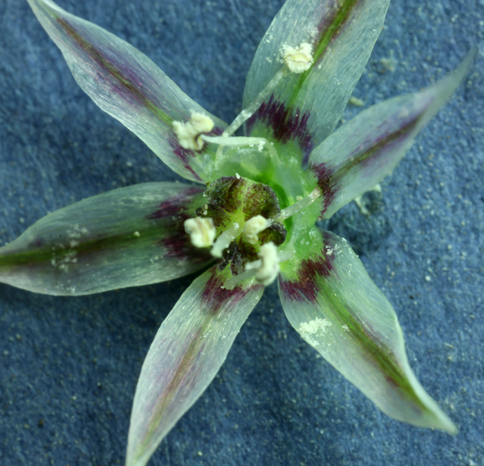 Image of dusky onion