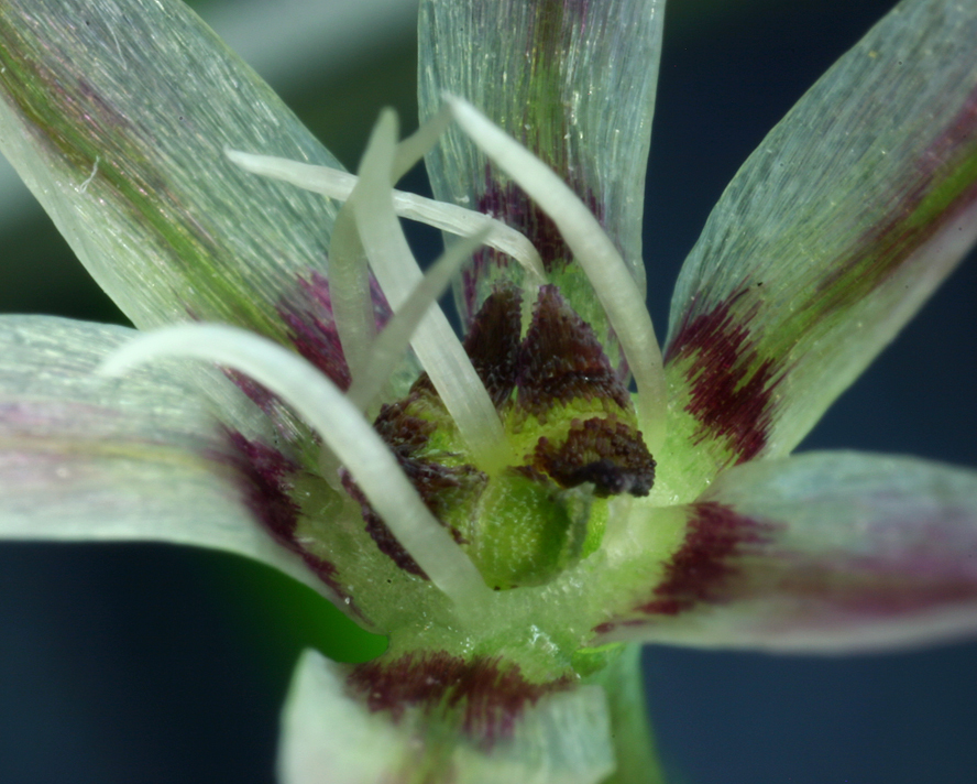 Image of dusky onion