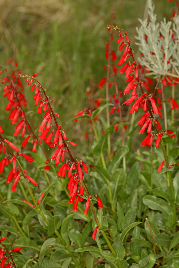 Image of firecracker penstemon