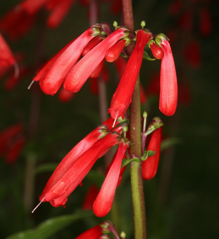 Penstemon eatonii A. Gray的圖片