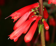 Penstemon eatonii A. Gray resmi