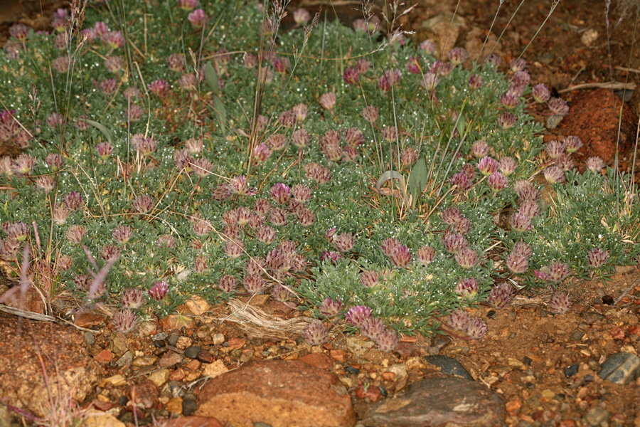 Image of Beatley's clover