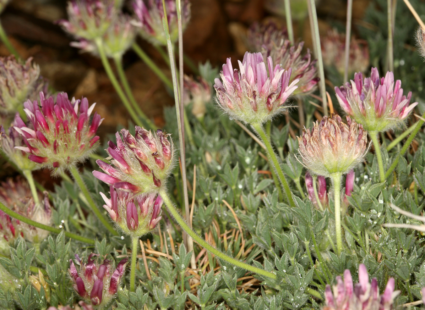 Image of Beatley's clover