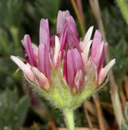 Image of Beatley's clover