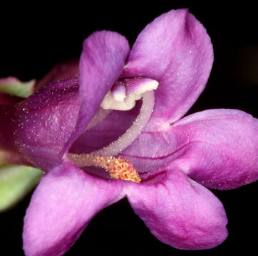 Image of Lone Pine beardtongue