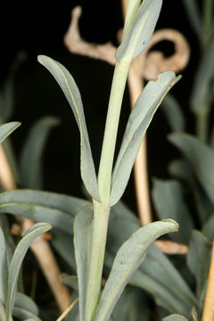 Image of Lone Pine beardtongue