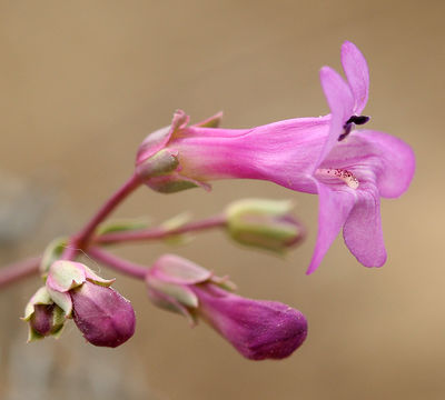 Image of Lone Pine beardtongue