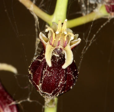 Image of hairy wild cabbage