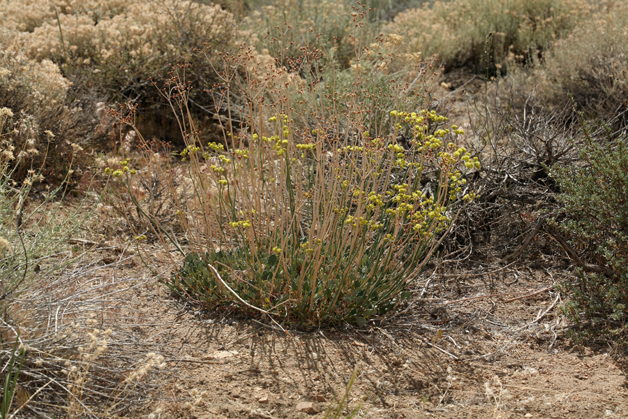 صورة Eriogonum nudum var. westonii (S. Stokes) J. T. Howell