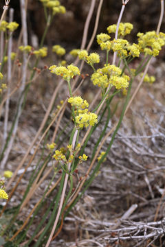 Imagem de Eriogonum nudum var. westonii (S. Stokes) J. T. Howell