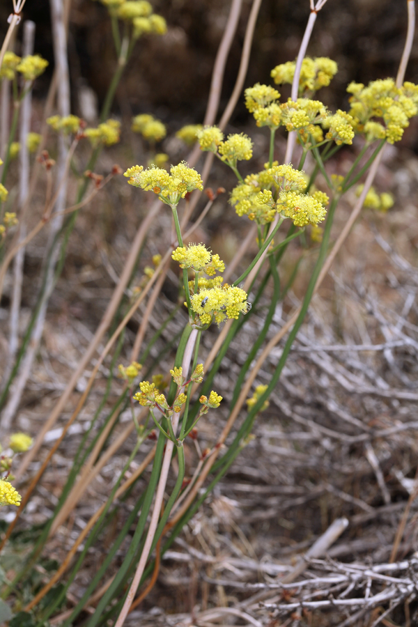 صورة Eriogonum nudum var. westonii (S. Stokes) J. T. Howell