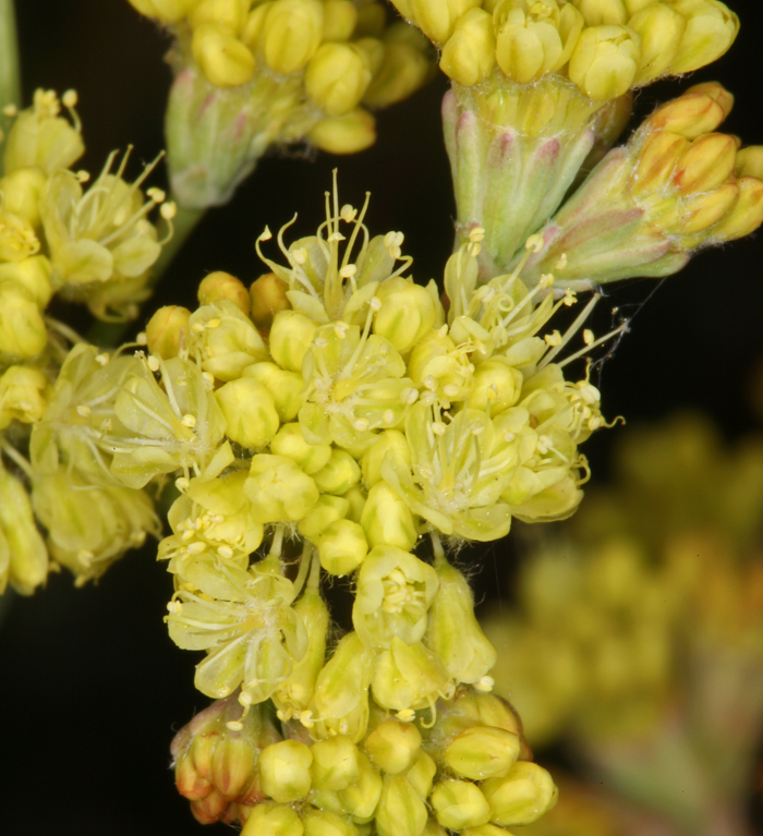 صورة Eriogonum nudum var. westonii (S. Stokes) J. T. Howell