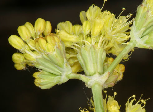 Imagem de Eriogonum nudum var. westonii (S. Stokes) J. T. Howell