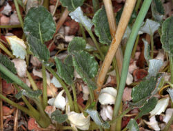 صورة Eriogonum nudum var. westonii (S. Stokes) J. T. Howell