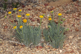 Image of <i>Erigeron <i>aphanactis</i></i> var. aphanactis