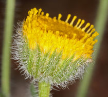 Image of <i>Erigeron <i>aphanactis</i></i> var. aphanactis