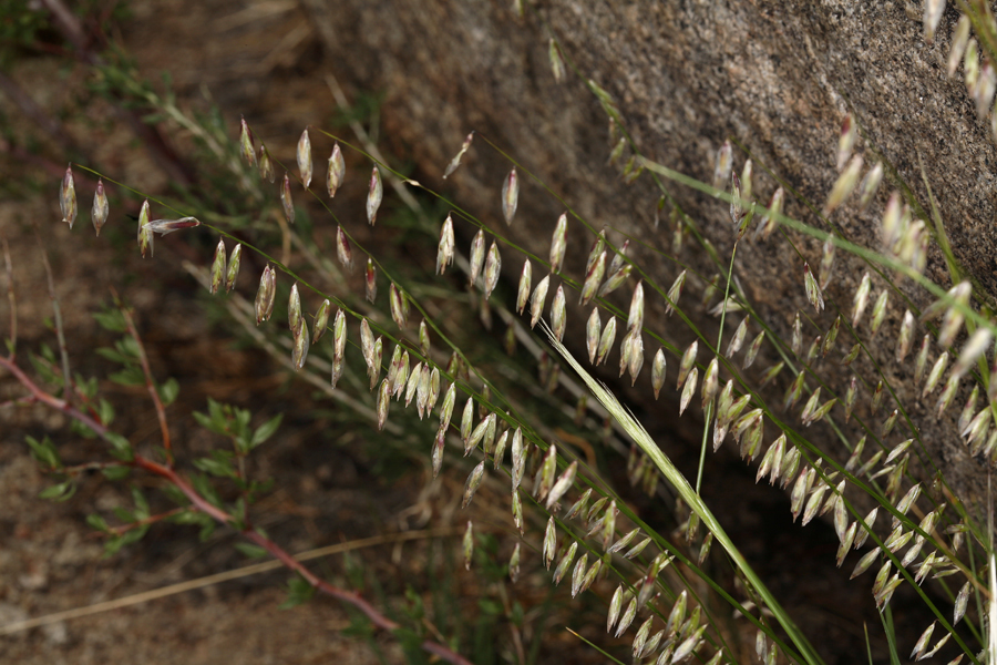 Image de Melica stricta Bol.