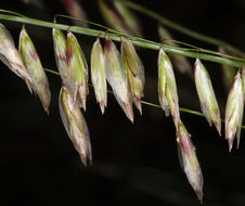 Melica stricta Bol. resmi