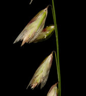 Image de Melica stricta Bol.