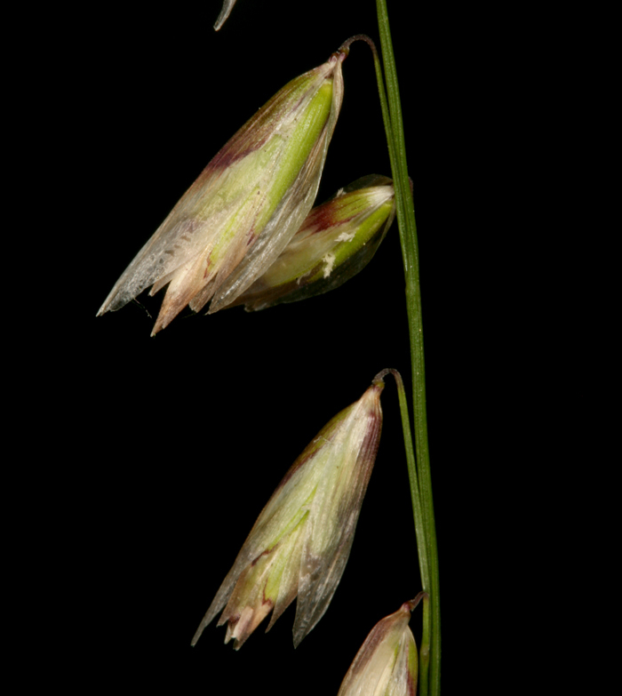 Melica stricta Bol. resmi