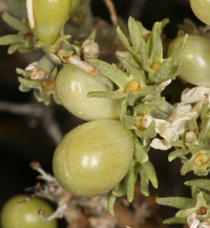 Image of spiny menodora