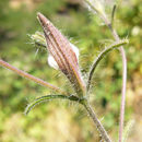 صورة Cordylanthus pilosus subsp. hansenii (Ferris) T. I. Chuang & L. R. Heckard