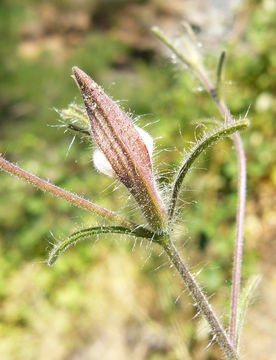 Image of Hansen's bird's beak