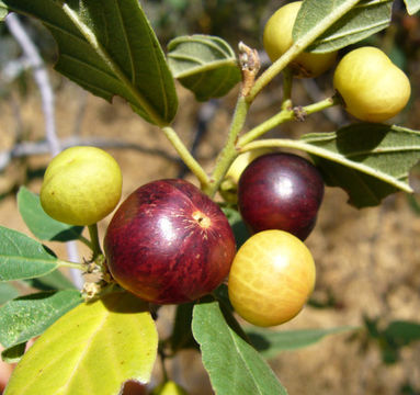 Sivun Frangula rubra (Greene) Grubov kuva