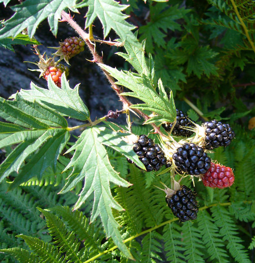 Image of cut-leaved bramble