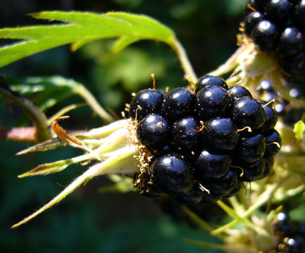 Image of cut-leaved bramble