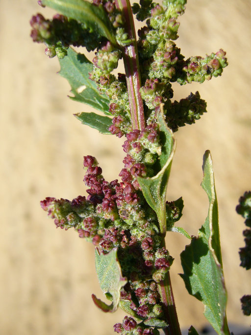 Image of <i>Chenopodium murale</i>