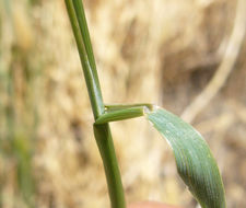 Image of foxtail barley