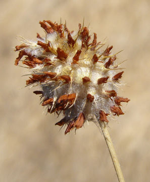 Image of strawberry clover