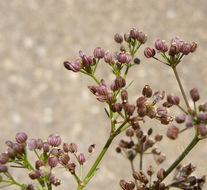 Imagem de Cyclospermum leptophyllum (Pers.) Sprague