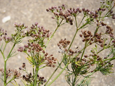 Imagem de Cyclospermum leptophyllum (Pers.) Sprague