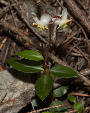 Image of little prince's pine