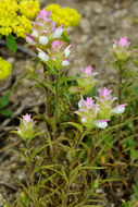 Orthocarpus cuspidatus subsp. copelandii (Eastw.) T. I. Chuang & L. R. Heckard resmi