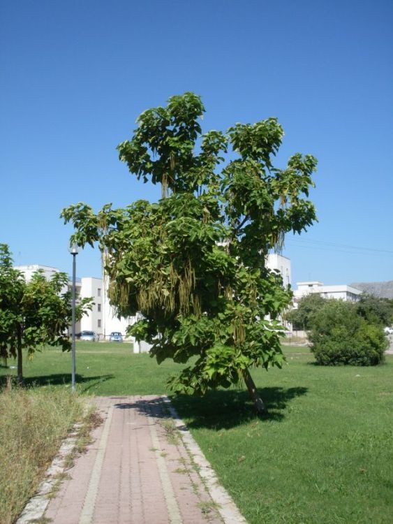 Image of southern catalpa