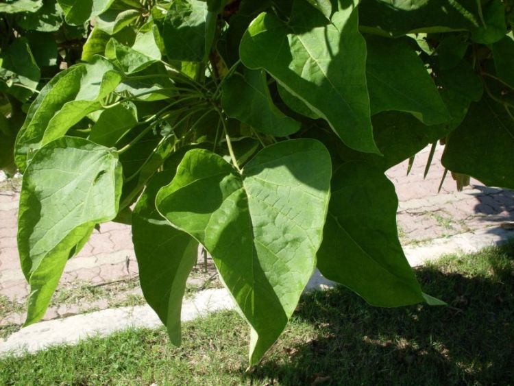 Image of southern catalpa