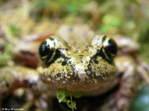 Image of Northern Red-legged Frog