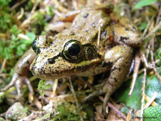 Image of Northern Red-legged Frog