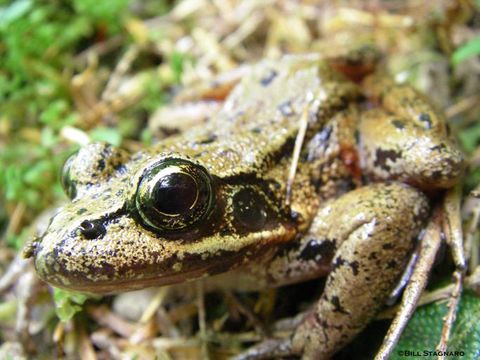 Image of Northern Red-legged Frog