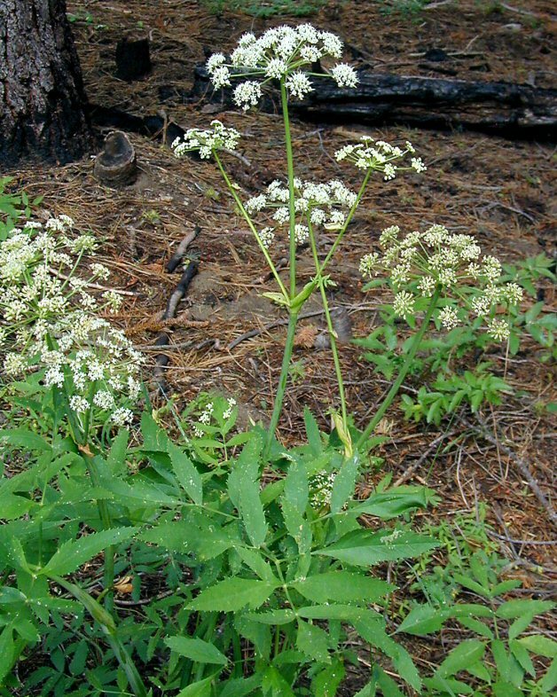 Image of Brewer's angelica