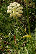 Angelica lineariloba A. Gray resmi