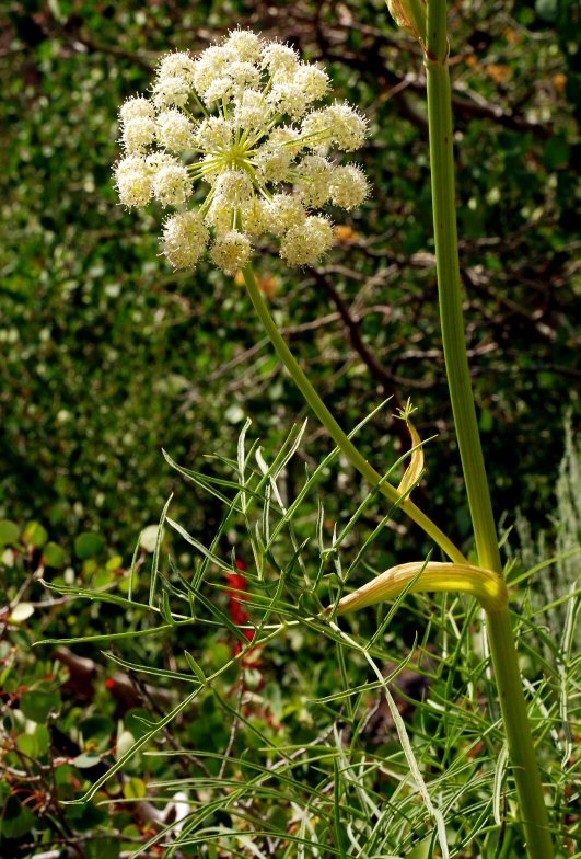 Image of poison angelica