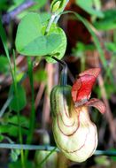 Image of California dutchman's pipe