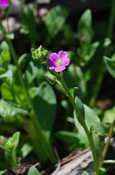 Image of Brewer's redmaids