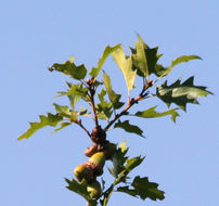 Image of <i>Quercus</i> × <i>morehus</i>