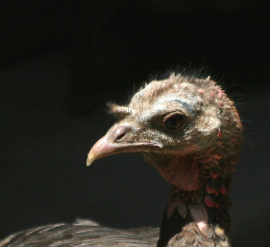 Imagem de Meleagris gallopavo Linnaeus 1758