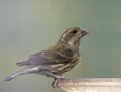 Image of Purple Finch